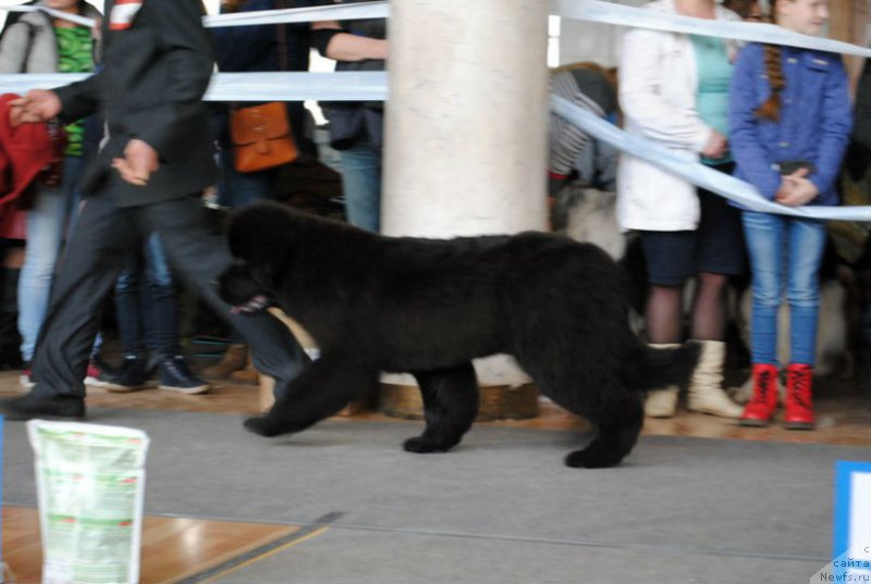 Фото: ньюфаундленд All Right is Antagrada (Олл Райт из Антаграда)