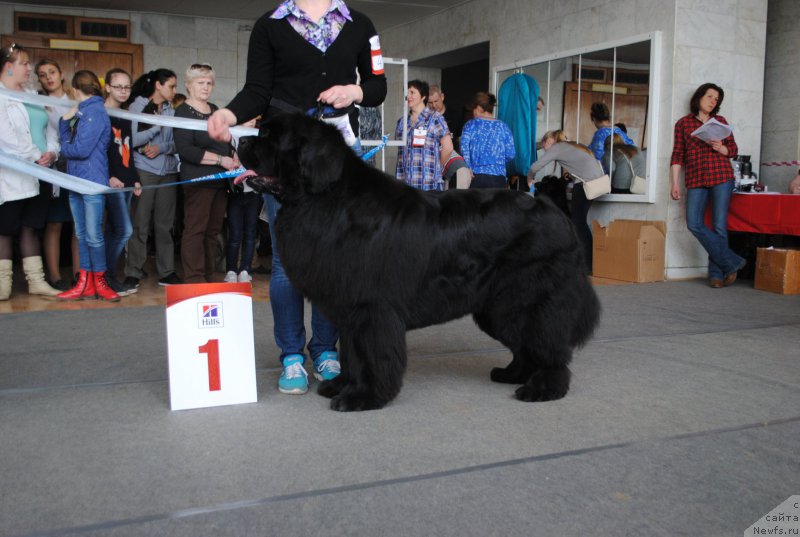 Фото: ньюфаундленд N'yufort SHum Priboya (Ньюфорт Шум Прибоя)