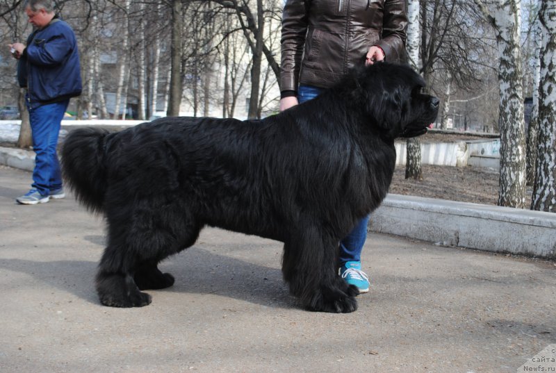 Фото: ньюфаундленд N'yufort SHum Priboya (Ньюфорт Шум Прибоя)