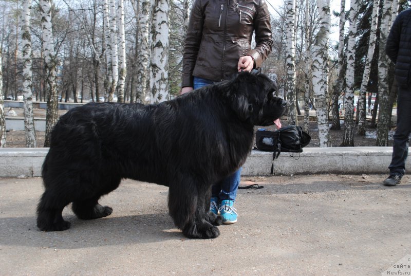 Фото: ньюфаундленд N'yufort SHum Priboya (Ньюфорт Шум Прибоя)