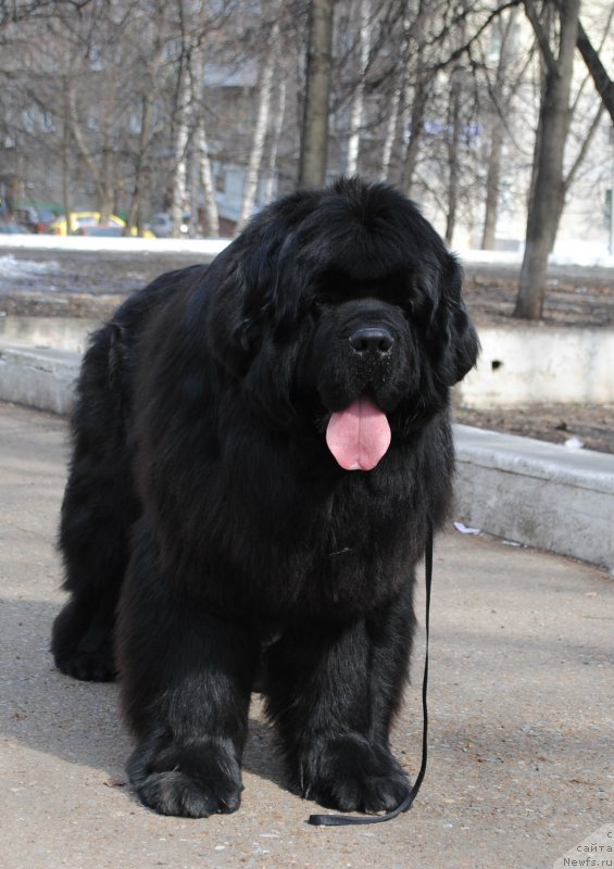 Фото: ньюфаундленд N'yufort SHum Priboya (Ньюфорт Шум Прибоя)