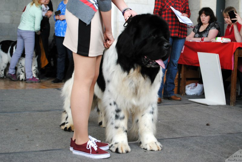 Фото: ньюфаундленд Keeper Soul Nou Daut Best (Кипер Соул Ноу Даут Бэст)