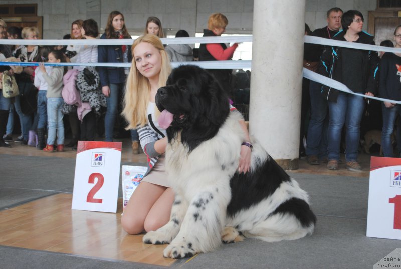 Фото: ньюфаундленд Keeper Soul Nou Daut Best (Кипер Соул Ноу Даут Бэст)