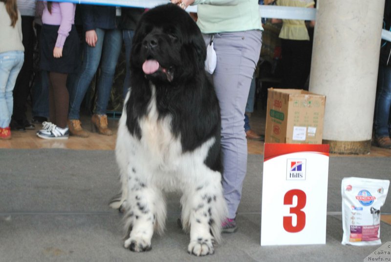 Фото: ньюфаундленд Plushevaya Panda Ferrero Rond Noir (Плюшевая Панда Ферреро Ронд Нуар)
