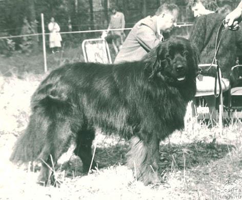 Фото: ньюфаундленд Kardinal (Кардинал)