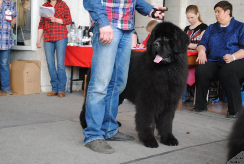 Фото: ньюфаундленд CHernyiy SHarm Djonni Depp (Черный Шарм Джонни Депп)