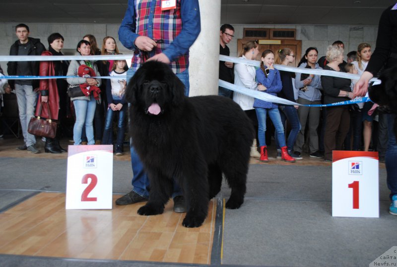 Фото: ньюфаундленд CHernyiy SHarm Djonni Depp (Черный Шарм Джонни Депп)