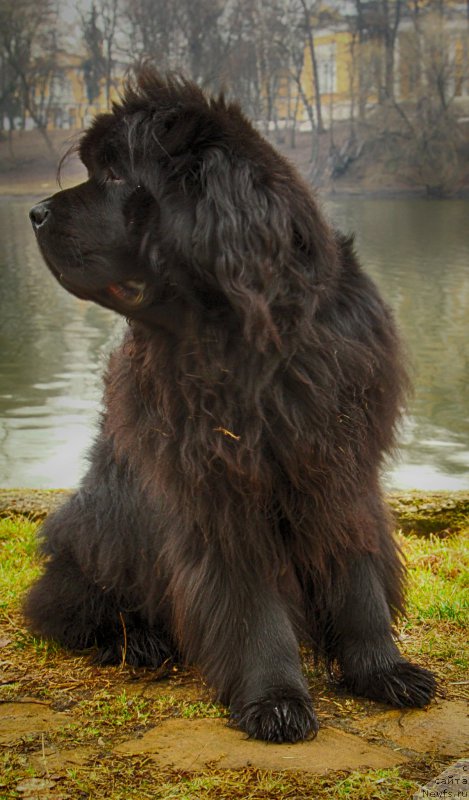 Фото: ньюфаундленд Fann'yuf Graf De La Fer (Фанньюф Граф Де Ла Фер)