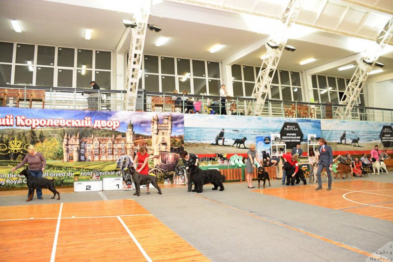 Фото: ньюфаундленд J'aime Leventarrier iz Volotova