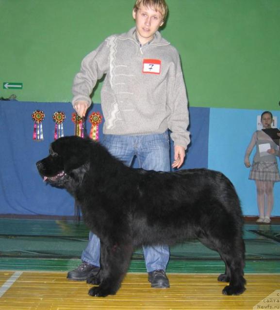 Фото: ньюфаундленд Solnechnaya Serenada ot Sibirskogo Medvedya (Солнечная Серенада от Сибирского Медведя)