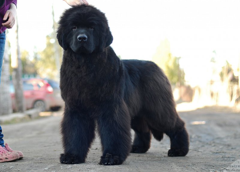 Фотография № 205011