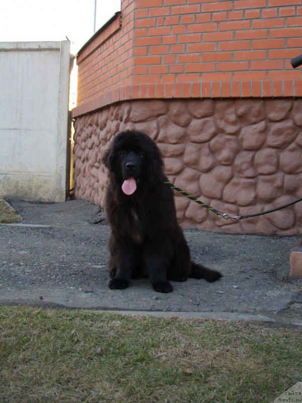 Фото: ньюфаундленд YEkselent B'yuti (Экселент Бьюти)