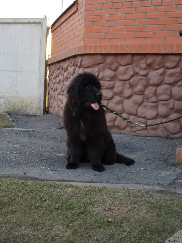 Фото: ньюфаундленд YEkselent B'yuti (Экселент Бьюти)