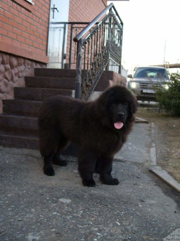 Фото: ньюфаундленд YEkselent B'yuti (Экселент Бьюти)