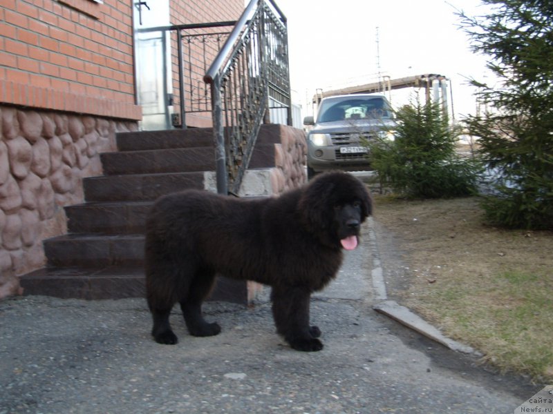 Фото: ньюфаундленд YEkselent B'yuti (Экселент Бьюти)