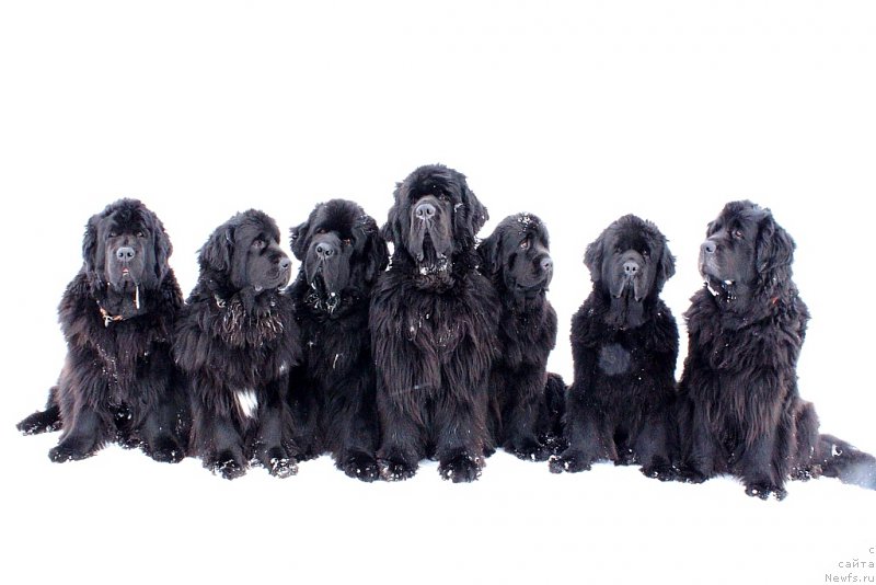 Фото: ньюфаундленд Fortuna of Giant's Island, ньюфаундленд Neretum Tribe Xagrid, ньюфаундленд Beguschaya po Volnam Zero Kool (Бегущая по Волнам Зеро Коол), ньюфаундленд King of Helluland You Shock Me, ньюфаундленд Anabelle Kvin of zye Mountayns (Анабелле Квин оф зэ Моунтайнс), ньюфаундленд YAntarnaya Mechta (Янтарная Мечта), ньюфаундленд Gloriya Grand Blek (Глория Гранд Блек)