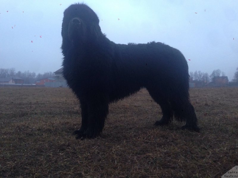 Фото: ньюфаундленд Ih Visochestvo Bishop Karl (Их Высочество Бишоп Карл)