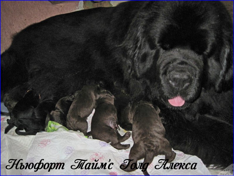 Фото: детки, ньюфаундленд N'yufort Taym's Gold Aleksa (Ньюфорт Тайм'с Голд Алекса), ньюфаундленд Brownblood MSK Hakim Gold Haydar (Браунблад МСК Хаким Голд Хайдар)