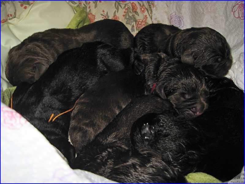 Фото: детки, ньюфаундленд N'yufort Taym's Gold Aleksa (Ньюфорт Тайм'с Голд Алекса), ньюфаундленд Brownblood MSK Hakim Gold Haydar (Браунблад МСК Хаким Голд Хайдар)