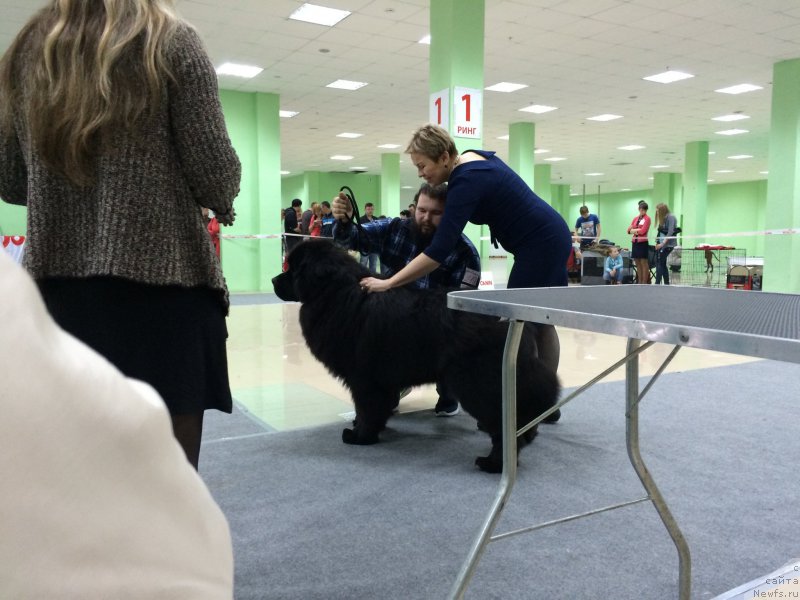 Фото: ньюфаундленд Sent Djons Nashenal Prayd (Сент Джонс Нашенал Прайд)