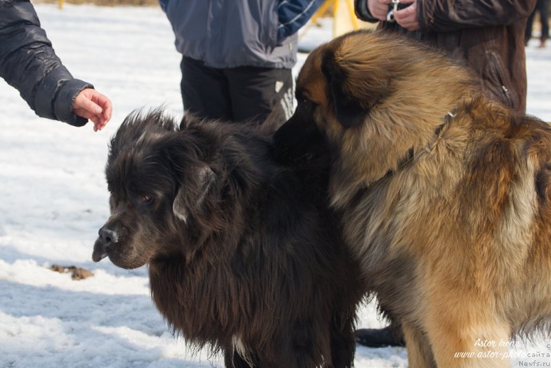 Фото: ньюфаундленд Angel Khranitel Gruffidd (Ангел Хранитель Граффидд)