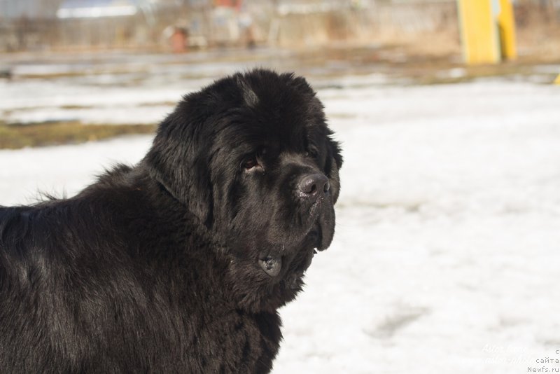 Фото: ньюфаундленд Egor s Berega Dona (Егор с Берега Дона)