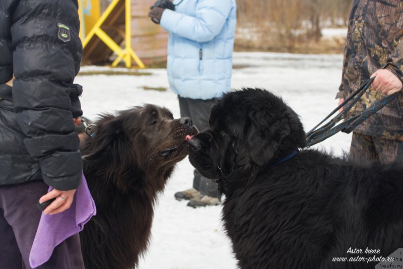 Фото: ньюфаундленд Angel Khranitel Gruffidd (Ангел Хранитель Граффидд), ньюфаундленд Vom Waterfall Land Backham (Вом Ватерфулл Лэнд Бэкхэм)