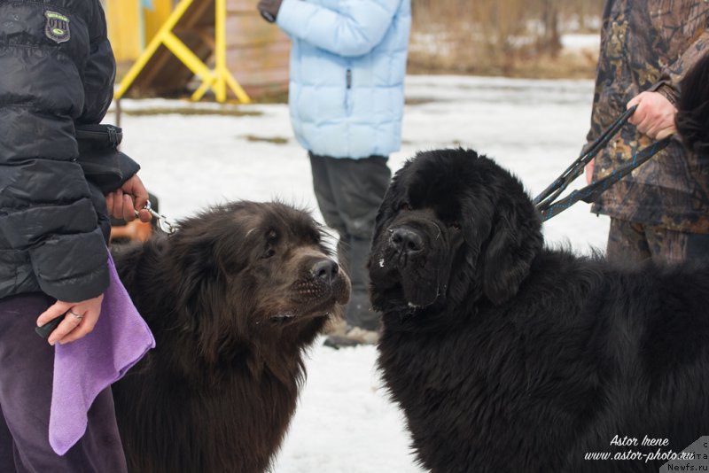 Фото: ньюфаундленд Angel Khranitel Gruffidd (Ангел Хранитель Граффидд), ньюфаундленд Vom Waterfall Land Backham (Вом Ватерфулл Лэнд Бэкхэм)