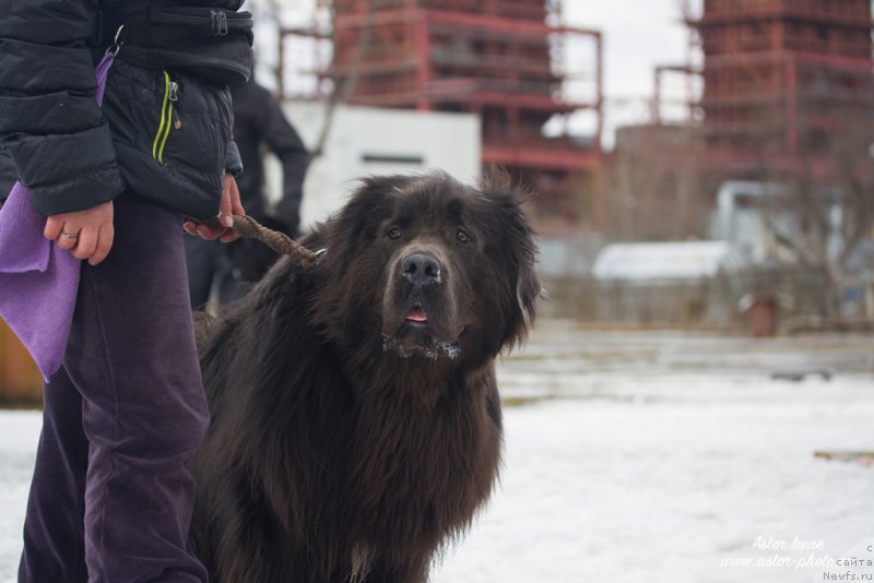 Фото: ньюфаундленд Angel Khranitel Gruffidd (Ангел Хранитель Граффидд)