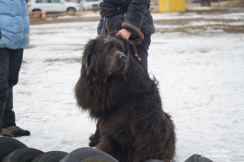 Фото: ньюфаундленд Angel Khranitel Gruffidd (Ангел Хранитель Граффидд)