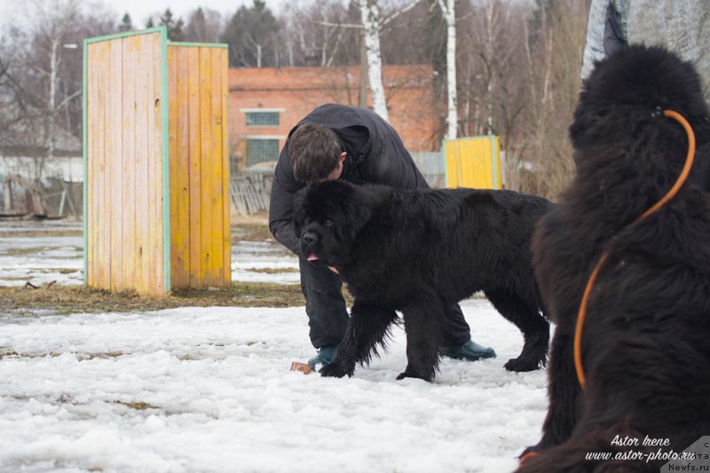 Фото: ньюфаундленд Egor s Berega Dona (Егор с Берега Дона)
