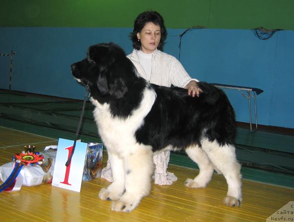 Фото: ньюфаундленд Chatkantarra Taro