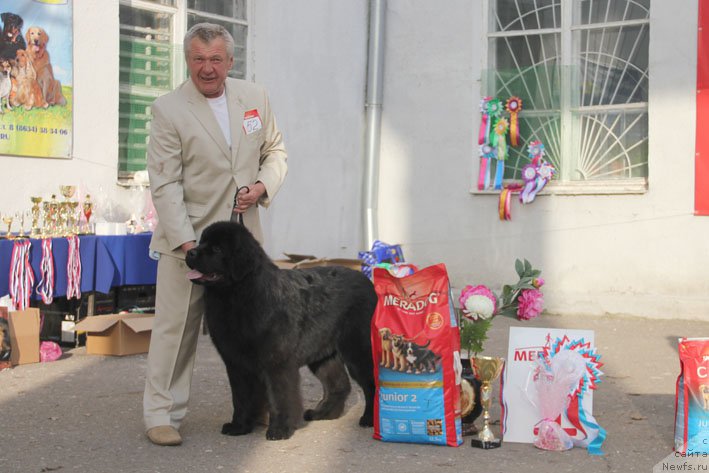 Фото: ньюфаундленд Zhorzhetta s Berega Dona (Жоржетта с Берега Дона)