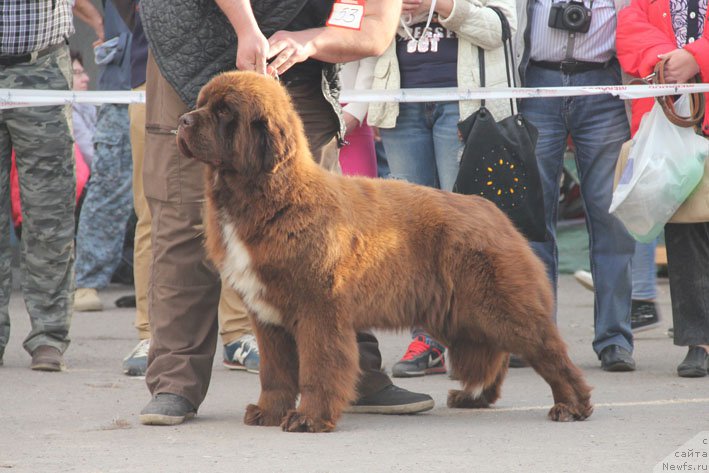 Фото: ньюфаундленд Gospozha Udacha s Berega Dona (Госпожа Удача с Берега Дона)