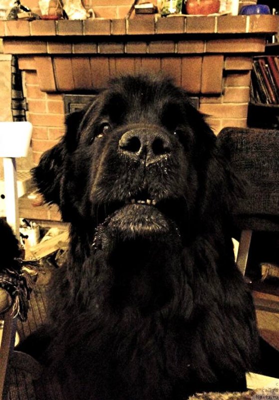 Фото: ньюфаундленд Beguschaya po Volnam Harizma (Бегущая по Волнам Харизма)