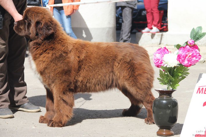 Фото: ньюфаундленд Gospozha Udacha s Berega Dona (Госпожа Удача с Берега Дона)