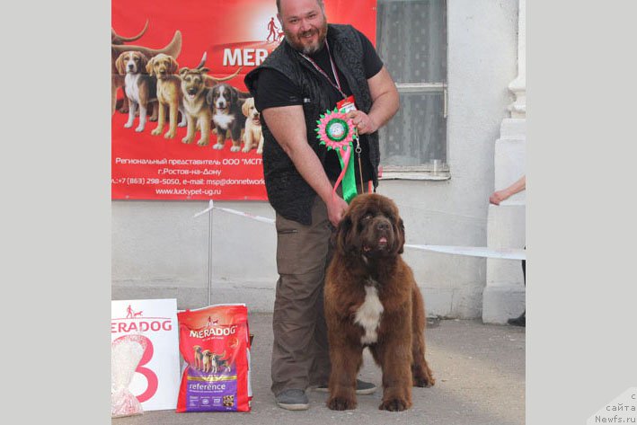 Фото: ньюфаундленд Gospozha Udacha s Berega Dona (Госпожа Удача с Берега Дона)