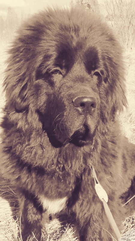 Фотография № 205046