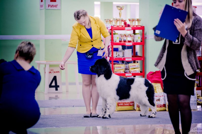 Фото: ньюфаундленд Gordaya Doch Velesa From Russian Bear (Гордая Дочь Велеса фром Рашн Беар)