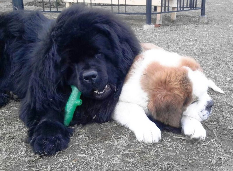 Фото: ньюфаундленд Jofrey of Mister Newf (Jofrey of Mister Newf)