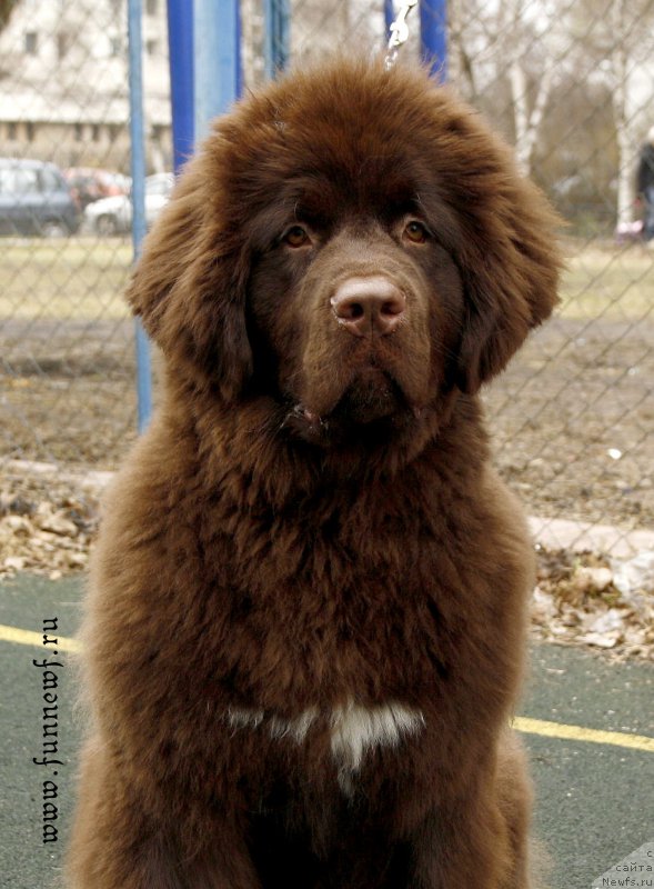 Фото: ньюфаундленд Funnewf Atlantika (Фанньюф Атлантика)