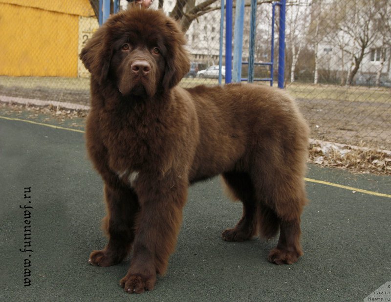 Фото: ньюфаундленд Funnewf Atlantika (Фанньюф Атлантика)