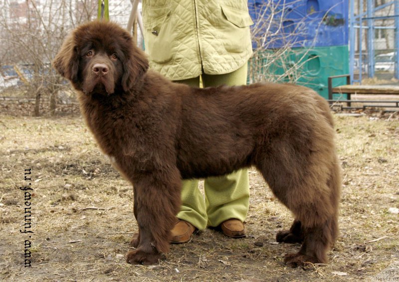 Фото: ньюфаундленд Funnewf Atlantika (Фанньюф Атлантика)