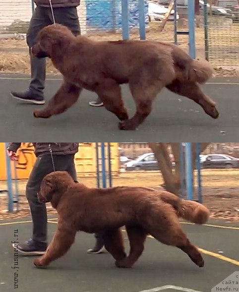 Фото: ньюфаундленд Funnewf Atlantika (Фанньюф Атлантика)