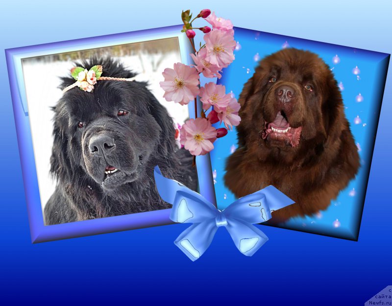 Фото: ньюфаундленд N'yufort Taym's Gold Aleksa (Ньюфорт Тайм'с Голд Алекса), ньюфаундленд Brownblood MSK Hakim Gold Haydar (Браунблад МСК Хаким Голд Хайдар)