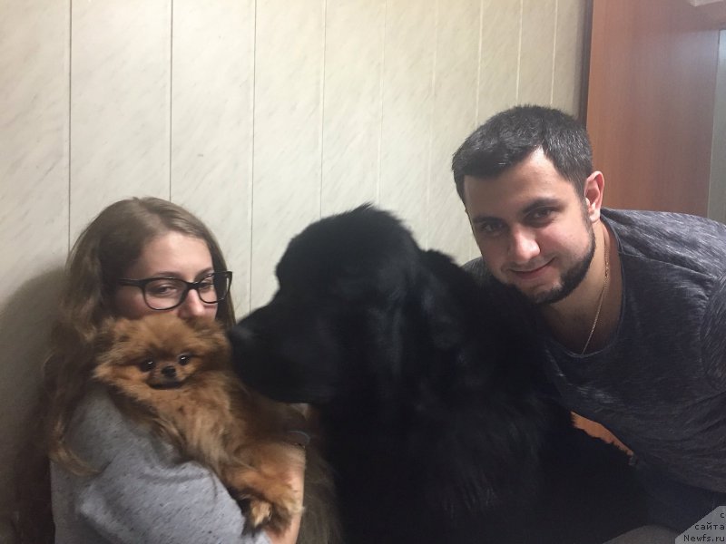 Фото: ньюфаундленд Brownblood MSK Helfi Best Armani (Браунблад МСК Хелфи Бэст Армани), Vladimir Hachatryan (Владимир Хачатрян)