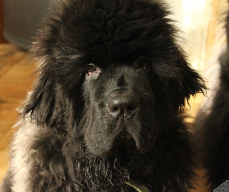 Фото: ньюфаундленд Daymond King (Даймонд Кинг)