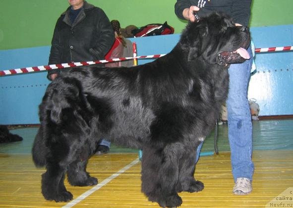 Фото: ньюфаундленд Shon O'Konnori Agent 007 (Шон О'Коннори Агент 007)