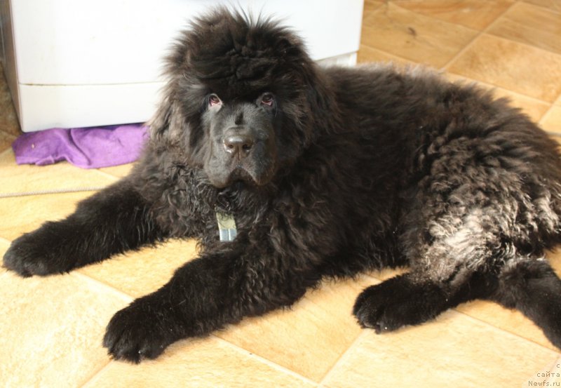 Фото: ньюфаундленд Daymond King (Даймонд Кинг)