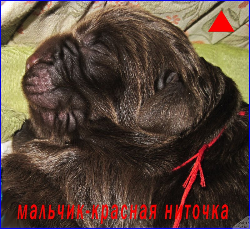 Фото: ньюфаундленд N'yufort Taym's Gold Aleksa (Ньюфорт Тайм'с Голд Алекса)